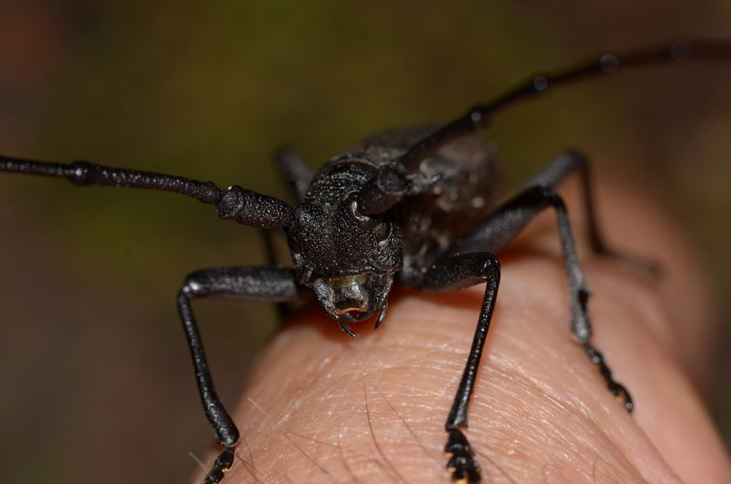 Cerambycidae: Morimus?  S, Morimus asper asper